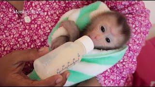 Beautiful Eyes Baby Monkey Wake Up & Starving, Newborn Monkey Jason Drink Milk Healthy On Hand Mom