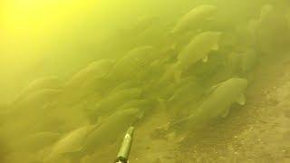 Подводная охота на зимнего карпа,сазана на реке Днепр.spearfishing Carp 18 kg