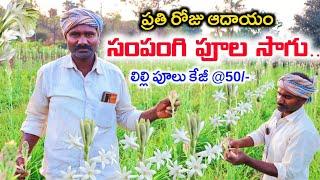 సంపంగి పూల సాగుతో రోజు ఆదాయమే | Lily Flower Cultivation | Sampangi Flower Farming | Shiva Agriclinic