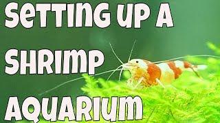 How to set up a 15 gallon freshwater aquarium - Shrimp Tank