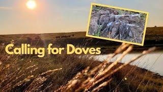 CALLING for DOVES (Opening Week Nebraska Dove HUNT)