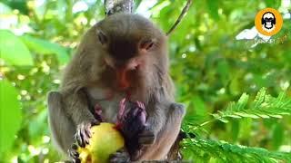 Baby monkey is mistreated by cruel and tortured mother | Part 4