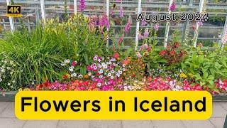 Flowers in Iceland.