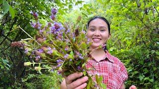 夏枯草，自制最简单的凉茶，清热解暑【酒鬼小莉】