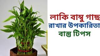 লাকি বাম্বু গাছ রাখার উপকারিতা বাস্তু টিপস | Lucky bamboo Vastu | Lucky bamboo benefits | Bastu