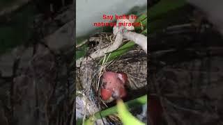 say hello to nature's miracle | new hatching