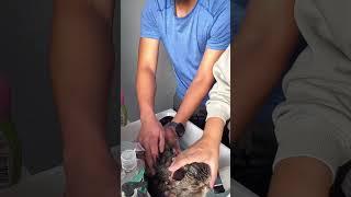 First-time Furmom & Furdad gives Furbaby a Good Scrub. But what are we doing wrong here? #catvideos