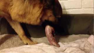 RAW Feeding. German Shepherd. Dunder eating a Turkey Neck and Sardine.