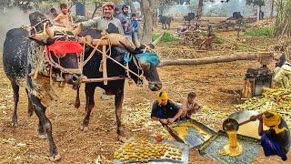 Traditional Organic Jaggery Making | Jaggery Making Process In Punjab | Bull Power | Desi Gurr