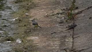 Grey Wagtail by the Lido restaurant