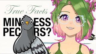 Pigeons are SMARTER than you! | Ze Frank react