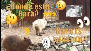 Bara la capibara desapareció? - Bara the capybara is missing?