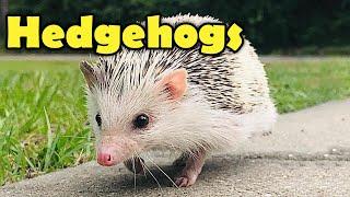 Hedgehogs - 10 Cute Facts about the Hedgehog