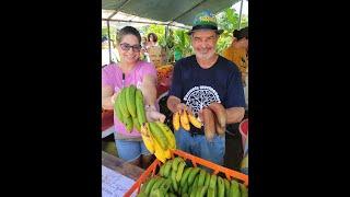 4 Clases de Guineos Boricuas  Colorao.. Piñitas.. Manzanos y Verdes ️ Cosecha de su Finca ⭐ Est