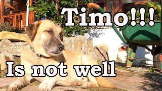 Not Timo, please!  Why is it so much harder when a animal is in trouble!