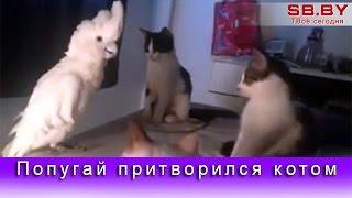 Попугай притворился котом