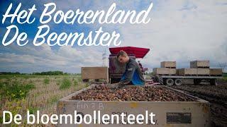 Het Boerenland de Beemster | De Bloembollenteelt