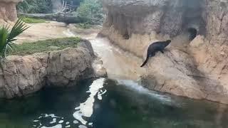 November 7 - Marley the Giant River Otter