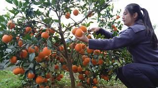 Picking Oranges from Your Own Orchard! Self-Sufficient Life is Amazing!