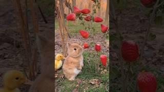 うさぎがイチゴを食べる動画　#うさぎ　#イチゴ　#かわいい　#ひよこ　#tiktok  #shorts #rabit #kento #rabitbunny