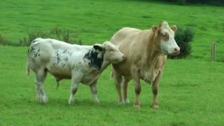 Belgian Blue & Limousin AI Progeny