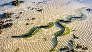 牛牛家攝影師又來趕海，今天抓了幾窩海鰻魚，收穫滿滿！【牛牛赶海海鲜】