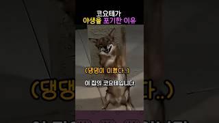 코요테가 야생을 포기한 이유  #동물#코요테