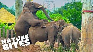 Elephants' Playful Day at the Zoo |  Secret Life of the Zoo   Nature Bites