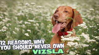 12 Reasons Why You Should Never Own a Vizsla 