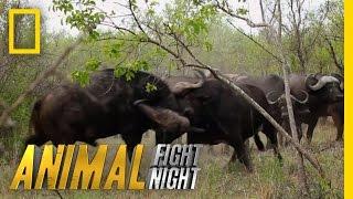 Buffalo Brawl | Animal Fight Night