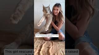 This girl rescued a lost baby lynx and raised it in her loving home #animalshorts #shortvideo