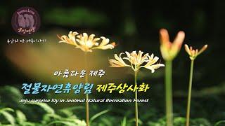 아름다운 제주  -절물자연휴양림 제주상사화/Jeju surprise lily in Jeolmul Natural Recreation Forest-