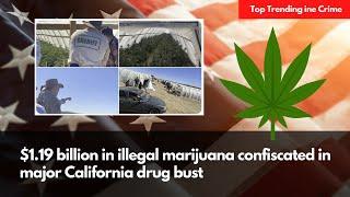 $1.19 billion in illegal marijuana confiscated in major California drug bust | TrendPiler.com