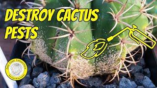 How to kill ️ mealybugs and scale bugs on cacti  and succulents