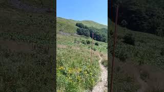 Połonina Wetlińska w lipcu, Bieszczady