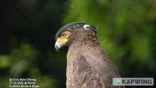 Crested Serpent Eagle @ Chiu S C 8666