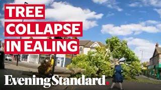 Moment a collapsing tree narrowly misses pedestrians at junction in Ealing, London