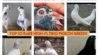 Top 10 rare high-flying pigeon breeds