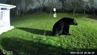 Bear Snacking on Bird Feeder 3-24-2024