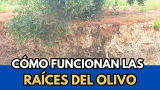 🟥 Raiz, agua y Manejo de Suelo en el Olivo