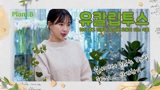 향이 좋은 유칼립투스 (Eucalyptus) 키우기 | 실내에서 키우는 방법 | 유칼립투스 구니, 폴리안 유칼립투스