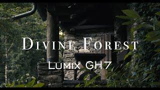 Lumix GH7 in the Mystic Forest.