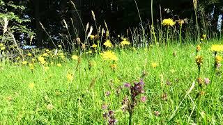 Fondo de pantalla PRADO de FLORES - Alps flower meadow - Blumenwiese. No sound, 25 min.