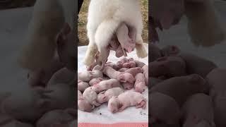 qute rabbit baby's birth#rabbit #rabbits #vineetmishraguruji #trending #rabbitbaby #rabbitbabycare 