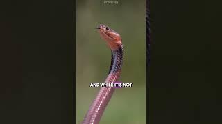 8 Animal Facts That Will Expand Your Knowledge!