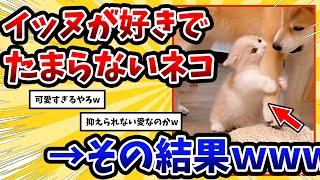 【2ch動物スレ】大好きな柴犬から絶対に離れない子猫が可愛すぎる → その結果www