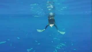 A Peter and Marianne Production from Blue Water Hunter Hawaii Spearfishing Charters (808) 938-1901