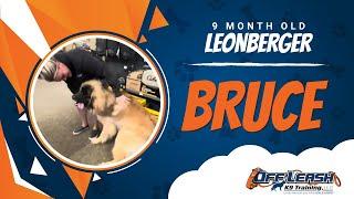 Leonberger, 9 Month Old, Bruce | Two Week BNT| Best Dog Trainers Northern VA |  Off Leash K9