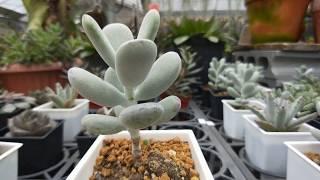 Cotyledon orbiculata cv. 多肉植物觀察 乒乓福娘