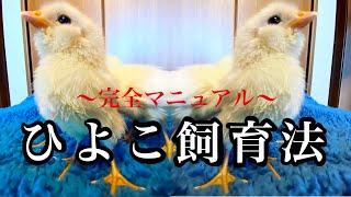 【完全版】今から飼えるひよこ飼育法！必要なもの、予算もご紹介！